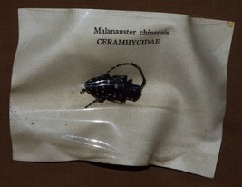 VINTAGE BEETLES SPECIMENS INSECTS  MALANAUSTER CHINENSIS CERAMHYCIDAE B4 - $6.02