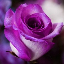 Purple pink rose seeds- flower roses seeds-20 seeds  -code 356 - £4.74 GBP