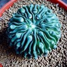 Lithops Plants 24 Kinds of Cactus Organic Succulents Bonsai Seeds NO.SH1... - $21.50