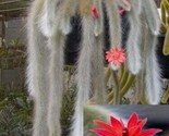 25 Seeds Monkey Tail Cactus Flower Plants Garden Planting - £5.21 GBP