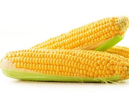 Yellow Sweet Corn Seeds - Golden Bantam Variety - Seeds - Organic &amp; Non ... - £7.81 GBP