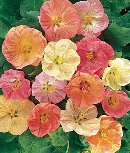 Fresh Flowering Maple 25 Pure Seeds - Abutilon Garden - £8.77 GBP