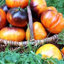 Alice&#39;s Dream Tomato Seeds (5) - Unique Heirloom Variety, Ideal for Home Gardens - £5.68 GBP