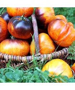 Alice&#39;s Dream Tomato Seeds (5) - Unique Heirloom Variety, Ideal for Home... - £5.58 GBP