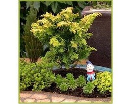 USA Seller 8 Gold Hinoki Cypress Tree Seeds Fast Shipping - $13.99