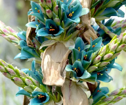 10 Sapphire Tower Seeds For Planting Grow Puya Alpestris And Exotic Bonsai Fresh - £14.89 GBP