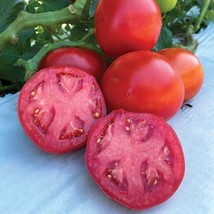 50 Seeds Rubee Dawn Tomato Tomatoe Vegetable Garden Edible Canning - £2.85 GBP