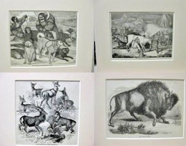 Antique Prints Rein Deer - 19th Century - Inuit - Alaska - Lot of 4 - Bu... - £48.05 GBP