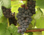 MARS Seedless Grape Vine - 1 Bare Root Live Plant - Buy 1 get 4 free! - £22.25 GBP+