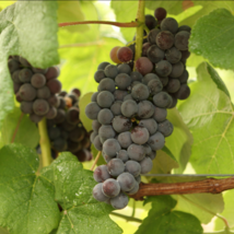 MARS Seedless Grape Vine - 1 Bare Root Live Plant - Buy 1 get 4 free! - £22.38 GBP+