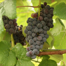 MARS Seedless Grape Vine - 1 Bare Root Live Plant - Buy 1 get 4 free! - £22.54 GBP+