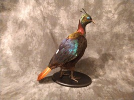 Impeyan pheasant Taxidermy Bird Mount - £1,515.28 GBP