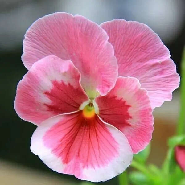 Pink Pansy Pink Color Wavy Viola Flower Seeds Garden - £8.77 GBP