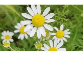 20 Roman Chamomile Seeds Ground Cover Teas &amp; Non-Gmo Fresh Gardening USA... - £6.32 GBP