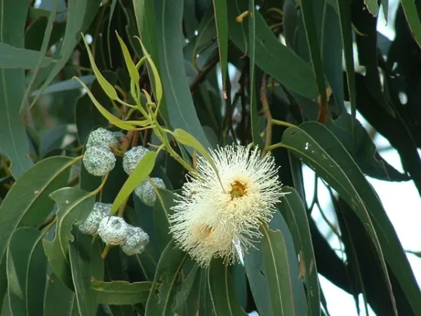 Eucalyptus Globulus, Tasmanian Blue Gum 300 Seeds Fresh Garden - £18.08 GBP