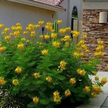 Top USA Seller Yellow Pride of Barbados (Caesalpinia Lutea) Seeds - £14.06 GBP