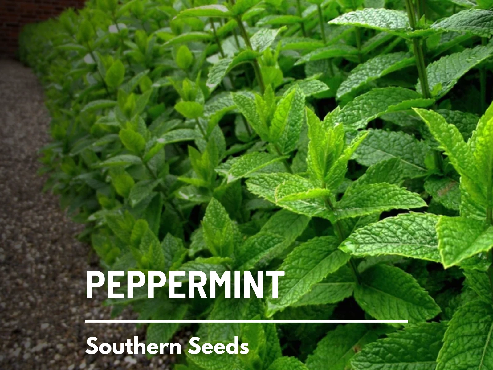 Peppermint - 100 Seeds - Medicinal &amp; Culinary Herb - GMO Free (Mentha Pi... - $14.82