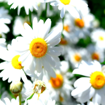 4000+ Seeds Chamomile Spring Flower Teas Daisy Medicinal Herb Camomile Heirloom - £10.68 GBP