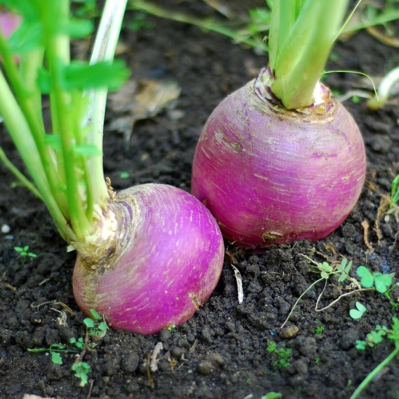 500+Turnip Seeds Purple Top White Globe Turnip Seed(Brassica rapa) Veget... - $1.95
