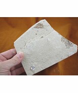 (F-589) fossil Ray finned bony Fish vertebrates specimen Green River Wyo... - $32.05 CAD