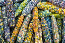 30 Seeds Garden Pack - Glass Beads Corn -Colorful Ornamental / Flour or ... - £4.14 GBP