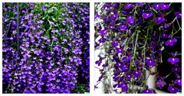 Purple Trailing Lobelia Flower Seeds | Ground Cover, Basket 1200 Seeds - £15.16 GBP