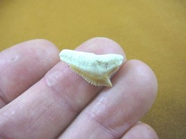 (s343-51) Extremely Rare 3/4&quot; Fossil Tiger Shark Galeocerdo Tooth from M... - £8.91 GBP