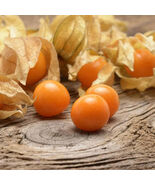 Pineapple Tomatillo, 50 Seeds, NON-GMO, Goldenberry, Cossack Pineapple F... - $36.18 MXN