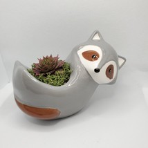 Live Succulent in Raccoon Animal Planter, 5" grey glazed ceramic pot Sempervivum image 2
