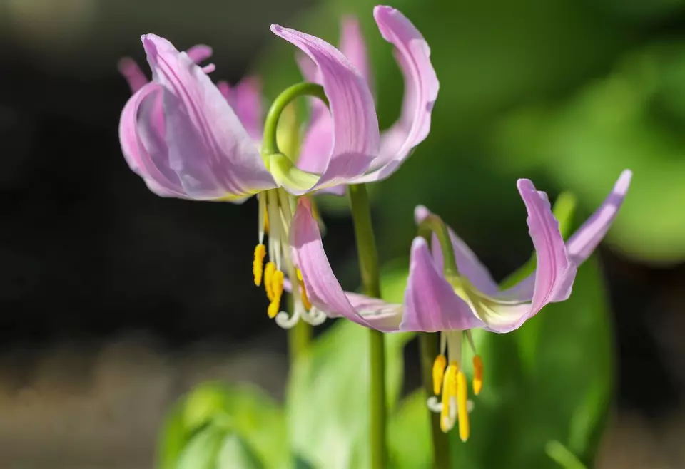 10 Seeds PINK FAWN LILY Trout Avalanche Dogs Violet Erythronium Revolutum Flower - £11.19 GBP