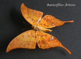 Real Yellow Gorgon Meandrusa Payeni Butterfly Framed Entomology Shadowbox - £47.44 GBP