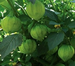 US Seller Tomatillo Seeds 100 Tomatillo Verde Garden Vegetables Salsa Spice Fast - $10.05