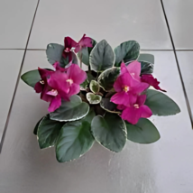 Item image 3