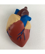 Learning Resources Human Heart Cross Section Foam Model Labeled Diagram ... - $29.65