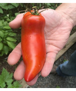 HSeeds 50 Seeds Jersey Devil Tomato Tomatoe Vegetable Garden Edible Food - $7.07 CAD