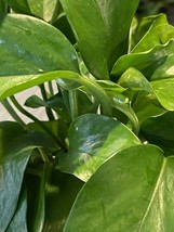 4&quot; Pot Golden Devil&#39;s Ivy Pothos Plant Live houseplant easy air purifier - £24.99 GBP