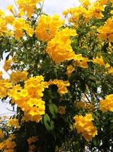 yellow bells Tecoma stans Bignoniaceae 100 Seeds ThailandMrk - $25.00