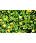 Yellow Sun Rose Sun Jewel - Aptenia Cordifolia Haekeliana - Flowering Su... - $5.94