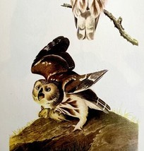 Saw Whet Owl 1950 Lithograph Art Print Audubon Bird First Edition DWU14D - £23.90 GBP