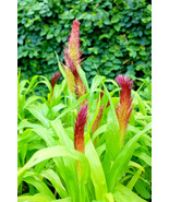 30 Jade Princess Millet Seeds Pennisetum Glaucum Jade Princess Fresh Seeds - $238.07 MXN