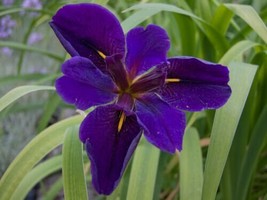 Live Louisiana Black Gamecock Iris Aquatic Plant - £18.37 GBP