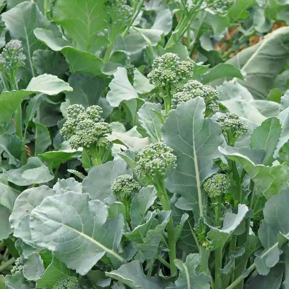 Broccoli Raab Spring Rapini Vegetable NON GMO 600 Seeds  - £7.71 GBP