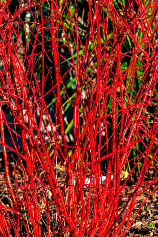 Red Dogwood Seeds 30 Seeds Cornus sericea - $14.87