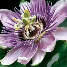 USA Purple Grandilla Passion Flower Passion Fruit Passiflora Incarnata 10 Seeds - £8.78 GBP