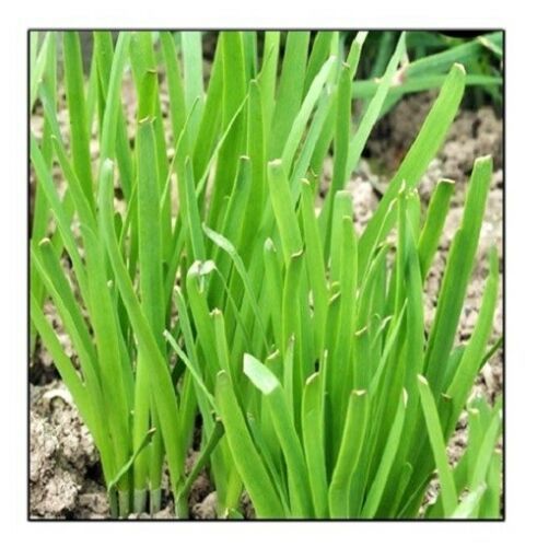 Primary image for 50 Seeds Garlic Chives Seeds NON-GMO Heirloom Fresh Garden Seeds