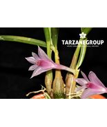 DENDROBIUM SERANICUM SMALL ORCHID MOUNTED - $45.05