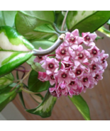 Rooted Start - Hoya Carnosa Wax Plant - Variagated Cream & Green Leaves Rubra - $9.90