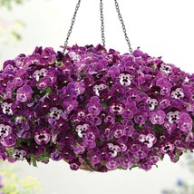 Bin2R11D2 Pansy Cool Wave Raspberry 100 Trailing Pansy Fresh Seeds USA Seller - $38.95