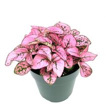 1 Plant Hypoestes Pink Splash Live Potted House Plants Air Purifying - £18.07 GBP
