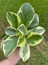 Variegated Peperomia obtusifolia, Marble Rubber Spoonleaf, Green and Yellow, 4&quot; - £9.60 GBP